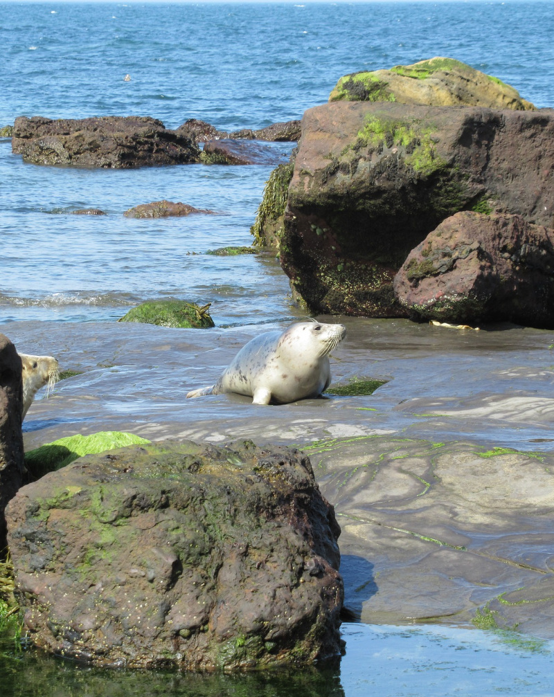 The Yorkshire Coast – full of surprises! 