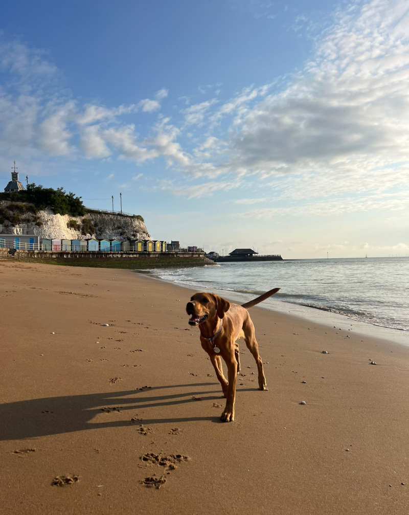 A coast for all …  paws on the prom! 